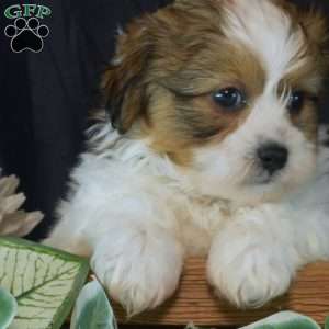 Wafer, Teddy Bear Puppy