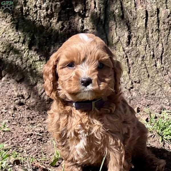 Wallace, Cavapoo Puppy