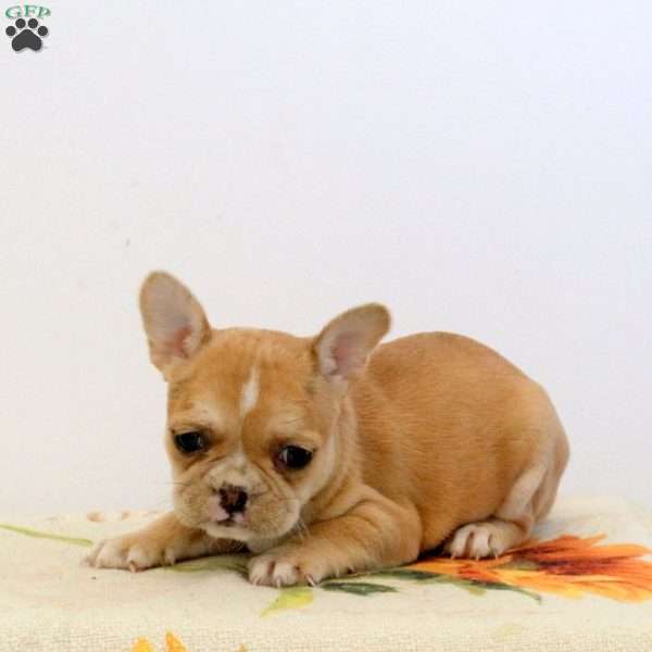 Wanda, Frenchton Puppy