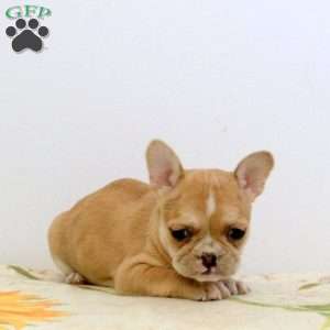 Wanda, Frenchton Puppy