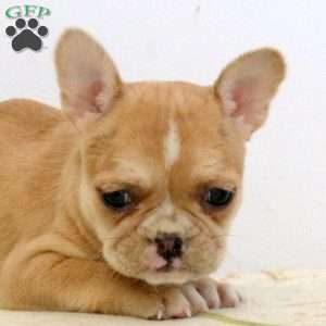 Wanda, Frenchton Puppy