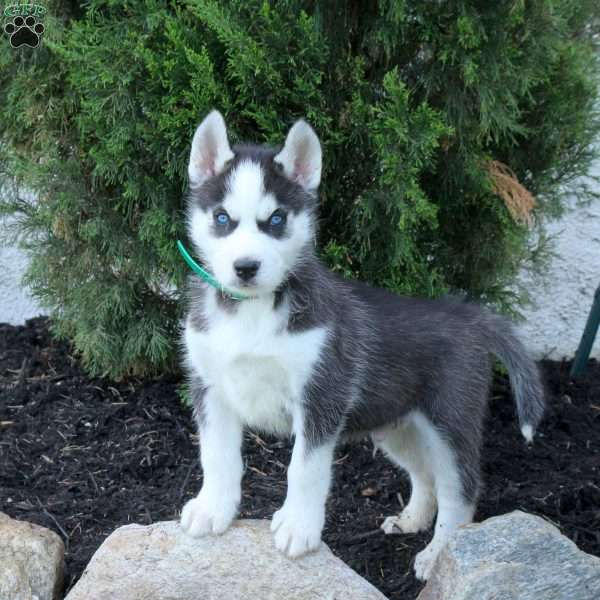 Warrior, Siberian Husky Puppy