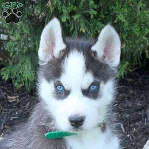Warrior, Siberian Husky Puppy