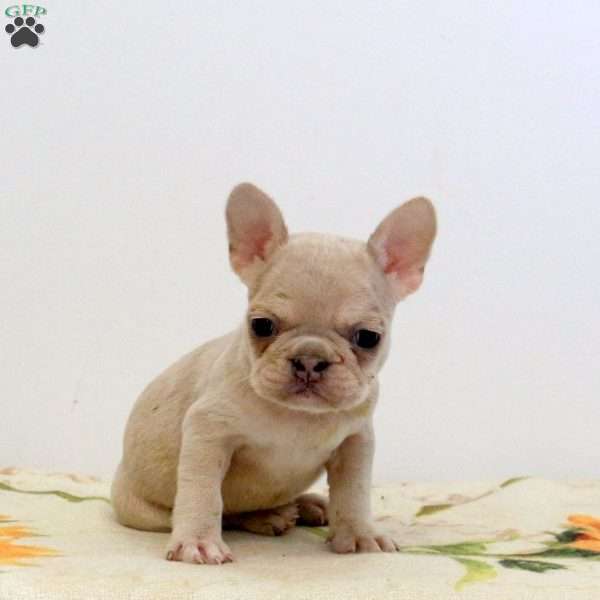 Wendy, Frenchton Puppy