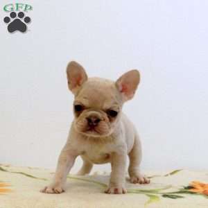 Wendy, Frenchton Puppy