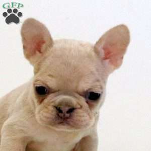 Wendy, Frenchton Puppy