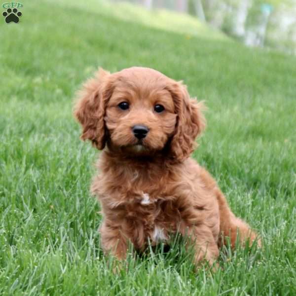 Wendy, Cavapoo Puppy