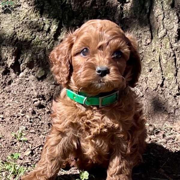 Wendy, Cavapoo Puppy