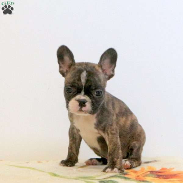 Wesley, Frenchton Puppy