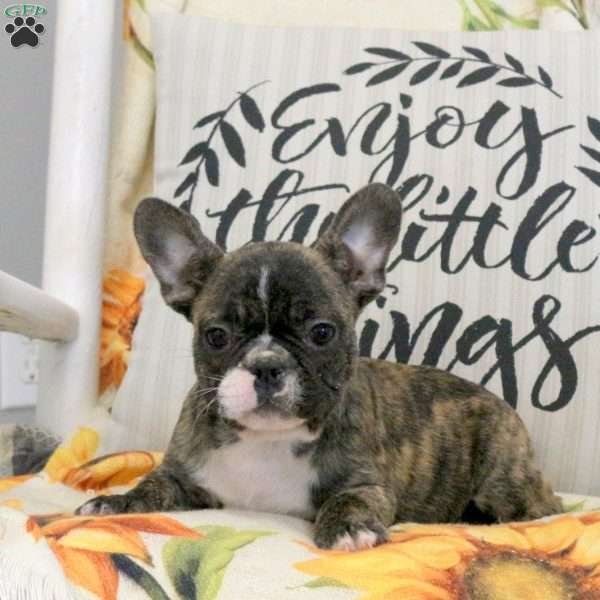 Wesley, Frenchton Puppy