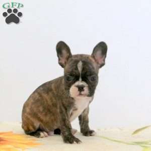 Wesley, Frenchton Puppy