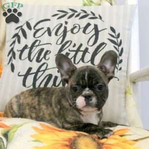 Wesley, Frenchton Puppy