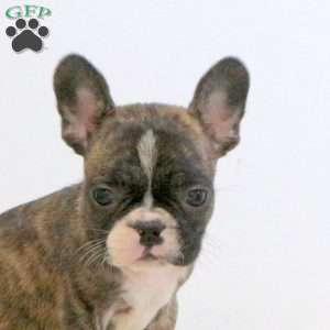 Wesley, Frenchton Puppy