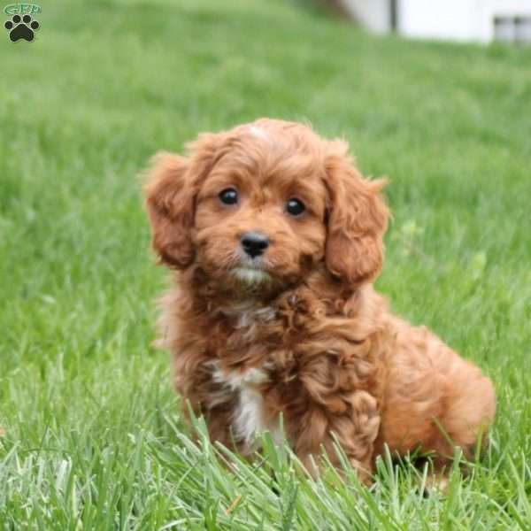 Wesley, Cavapoo Puppy