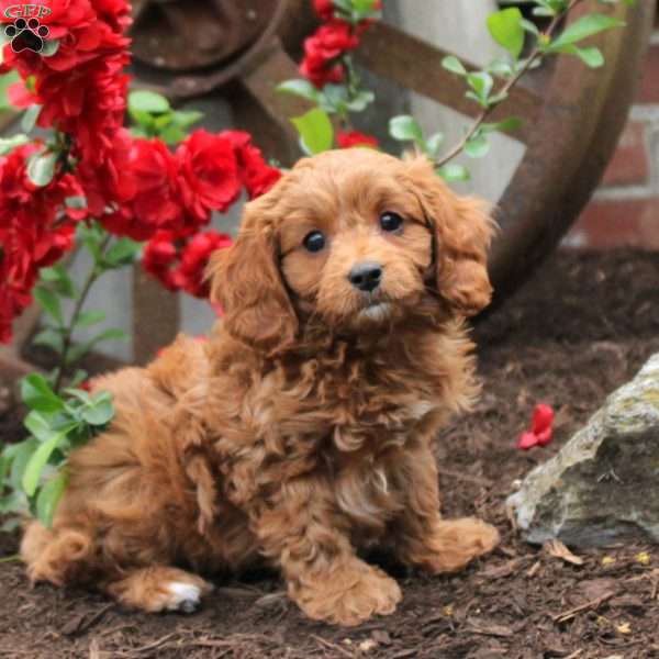 Whitt, Cavapoo Puppy