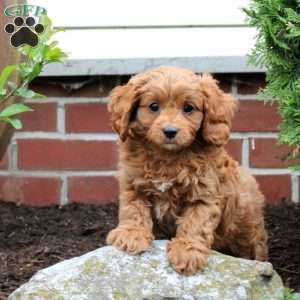Whitt, Cavapoo Puppy