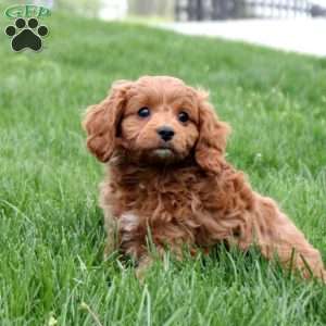 Whitt, Cavapoo Puppy