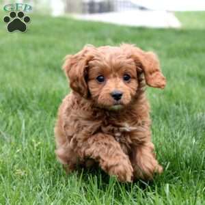 Whitt, Cavapoo Puppy