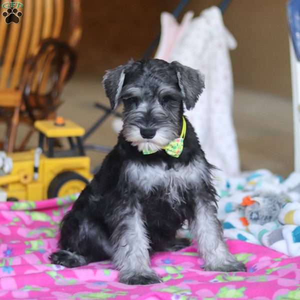 William, Miniature Schnauzer Puppy