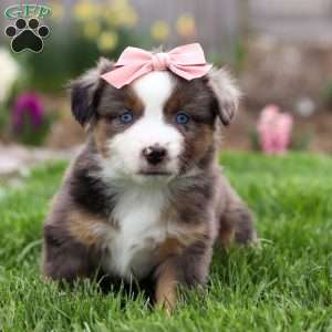 Willow, Miniature Australian Shepherd Puppy