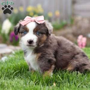 Willow, Miniature Australian Shepherd Puppy