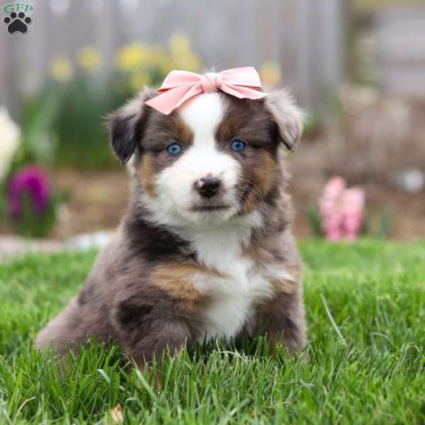 Willow, Miniature Australian Shepherd Puppy