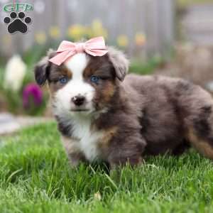 Willow, Miniature Australian Shepherd Puppy