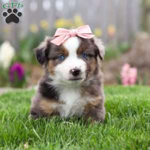 Willow, Miniature Australian Shepherd Puppy