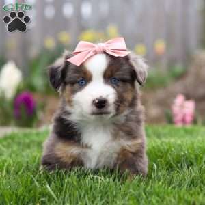 Willow, Miniature Australian Shepherd Puppy