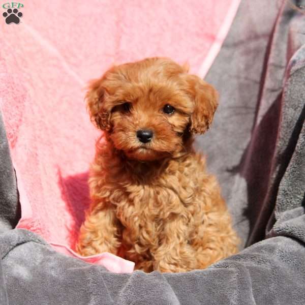 Willow, Cavapoo Puppy