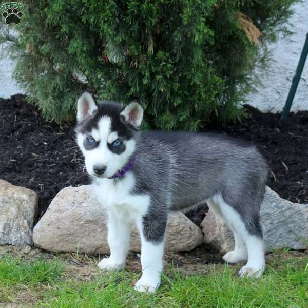 Willow, Siberian Husky Puppy