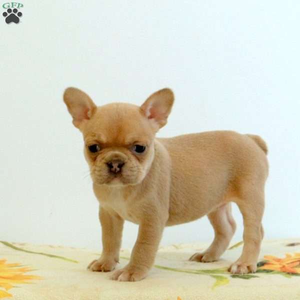 Willow, Frenchton Puppy