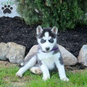 Willow, Siberian Husky Puppy