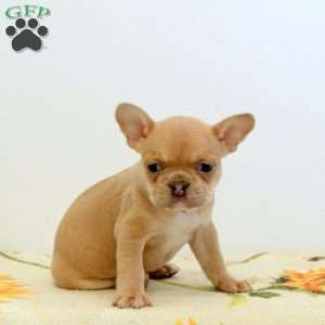 Willow, Frenchton Puppy