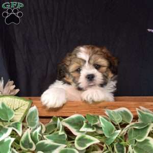 Willow, Teddy Bear Puppy