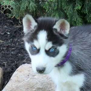 Willow, Siberian Husky Puppy