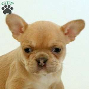 Willow, Frenchton Puppy