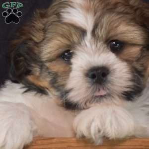 Willow, Teddy Bear Puppy