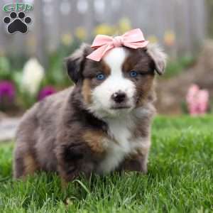 Willow, Miniature Australian Shepherd Puppy
