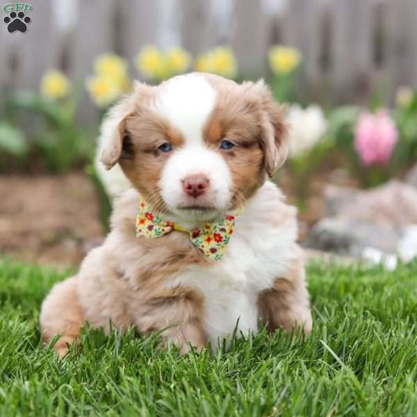Willy, Miniature Australian Shepherd Puppy