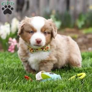 Willy, Miniature Australian Shepherd Puppy