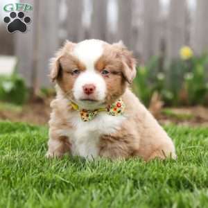 Willy, Miniature Australian Shepherd Puppy