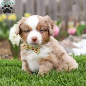 Willy, Miniature Australian Shepherd Puppy