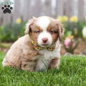 Willy, Miniature Australian Shepherd Puppy