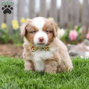 Willy, Miniature Australian Shepherd Puppy
