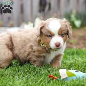 Willy, Miniature Australian Shepherd Puppy