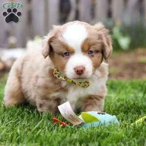 Willy, Miniature Australian Shepherd Puppy