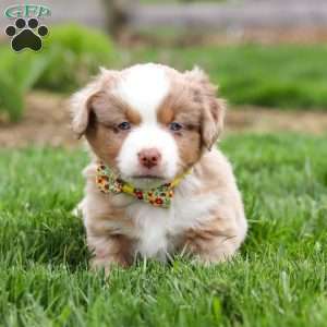 Willy, Miniature Australian Shepherd Puppy