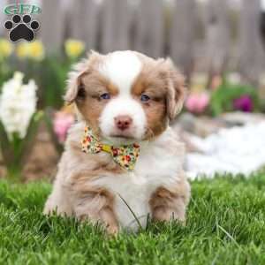 Willy, Miniature Australian Shepherd Puppy