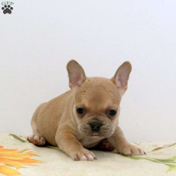 Wilson, Frenchton Puppy